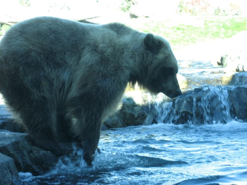 MN Zoo- Russia’s Grizzly Coast